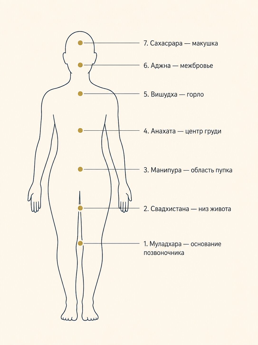 Расположение чакр на теле человека &mdash; анатомическая схема семи центров от копчика до макушки